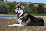 SIBERIAN HUSKY 673